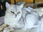 Marlow - British Shorthair Kitten For Sale - New York, NY, US