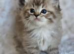 Seal mink lynx mitted - Ragdoll Kitten For Sale - 