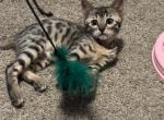 Taraji - Bengal Kitten For Sale - Saint Joseph, MO, US