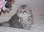 Blue golden spotted tabby Scottish Straight girl - Scottish Straight Kitten For Sale - Spokane, WA, US