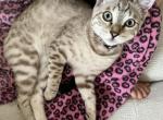 Maple - Bengal Kitten For Sale - Carrollton, TX, US