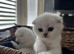 Scottish Folds Litter of 4 - Scottish Fold Kitten For Sale - Sugar Land, TX, US