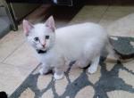 Kiwi - Snowshoe Kitten For Sale