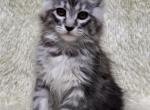 Nova - Maine Coon Kitten For Sale - Brighton, CO, US