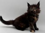 Zenith - Maine Coon Kitten For Sale - Brighton, CO, US