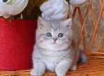 Tonya - British Shorthair Kitten For Sale - Brooklyn, NY, US