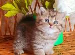 Tosya - British Shorthair Kitten For Sale - Brooklyn, NY, US