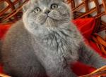 Foldik - Scottish Fold Kitten For Sale - Brooklyn, NY, US