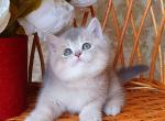 Solomon - British Shorthair Kitten For Sale - Brooklyn, NY, US