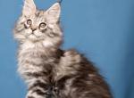 Paris - Maine Coon Kitten For Sale - Brooklyn, NY, US