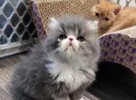 Persian Shorthair Male Blue White Kitten - Persian Kitten For Sale - Brooklyn, NY, US