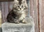 Luna - Maine Coon Kitten For Sale - Brighton, CO, US