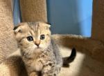 Simba - Scottish Fold Kitten For Sale - 