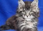 Florida - Maine Coon Kitten For Sale - Brighton, CO, US