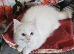 Flame point sweetheart - Ragdoll Cat For Sale - TN, US