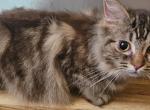 Rare chocolate lynx - Ragdoll Kitten For Sale - 