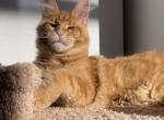 Caesar - Maine Coon Kitten For Sale - Boston, MA, US