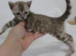 Femme Fatale - Bengal Kitten For Sale - Pembroke Pines, FL, US