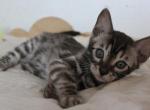 Gambit - Bengal Kitten For Sale - Norwalk, CT, US