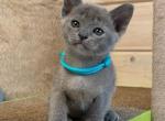 Inessa - Burmese Kitten For Sale - Norwalk, CT, US