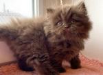 Lexus - British Shorthair Kitten For Sale - Hollywood, FL, US