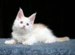 Hollywood Polydactyl - Maine Coon Kitten For Sale - Miami, FL, US