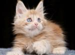 Holly Polydactyl - Maine Coon Kitten For Sale - Miami, FL, US