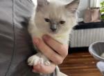 Sealpoint kittens - Ragdoll Kitten For Sale - Mount Joy, PA, US