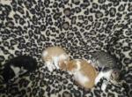 Cuties - Domestic Kitten For Sale - West Springfield, MA, US