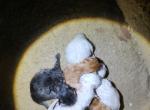 New Borns ready in a few weeks - Siberian Kitten For Sale - Marion, NC, US