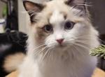 Litter E - Ragdoll Cat For Sale - Brighton, CO, US