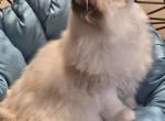 Litter F - Ragdoll Cat For Sale - Brighton, CO, US