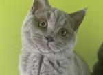 Leora - British Shorthair Kitten For Sale - Miami, FL, US