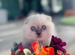 Summer Litter Coming - Scottish Fold Kitten For Sale - Charlottesville, VA, US