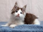 Escalate Blue Eyes - Maine Coon Kitten For Sale - Gurnee, IL, US