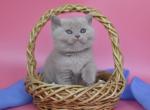Velvet - British Shorthair Kitten For Sale - Boston, MA, US