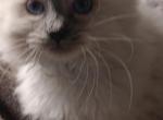 Ragdoll kittens - Ragdoll Kitten For Sale - Pittsburgh, PA, US