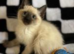 Seal Point Siamese - Siamese Kitten For Sale - Cherry Hill, NJ, US