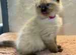 Pansy - Ragdoll Kitten For Sale - Mount Joy, PA, US