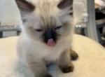 Pebbles - Ragdoll Kitten For Sale - Mount Joy, PA, US