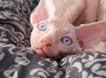 Booba - Sphynx Kitten For Sale - Abington, PA, US