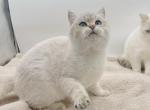 Golden color point BSH boy - British Shorthair Kitten For Sale - Spokane, WA, US