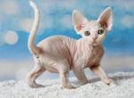 Dakota - Devon Rex Kitten For Sale - Pembroke Pines, FL, US