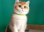 Qvinsi - British Shorthair Kitten For Sale - Hollywood, FL, US