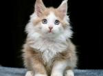 Freya - Maine Coon Kitten For Sale - Miami, FL, US