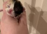 Cleopatras BEAUTIFUL CALICOS AND MORE - Persian Kitten For Sale - Montgomery, TX, US