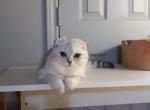 Pearl - Scottish Fold Kitten For Sale - Richardson, TX, US