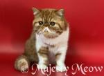 Felex - Exotic Kitten For Sale - Yucca Valley, CA, US