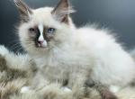 Blaze - Ragdoll Kitten For Sale - Ojai, CA, US