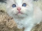 Bloo - Ragdoll Kitten For Sale - Ojai, CA, US